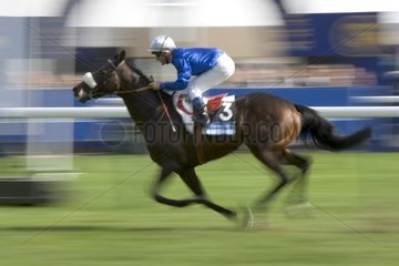 Thread photograph of a horse and its rider in race