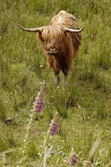 Schottische Kuh auf einem Feld im Boden des Tals Frankreich