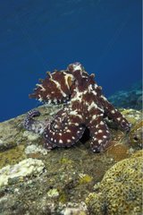 Alarmierte Indo -Pazifik -Tag Octopus männlich in Brautlackbali