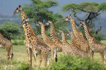 Group Giraffes in the savannah