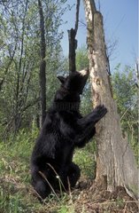 Amerikas schwarzer Bär gegen einen Quebec Canada Tree errichtet