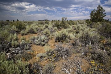 Chaparral Lava Beds National Monument California USA