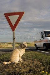 Labrador given up at the edge of the road France [AT]