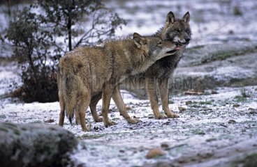 Iberian wolves in the snow Spain