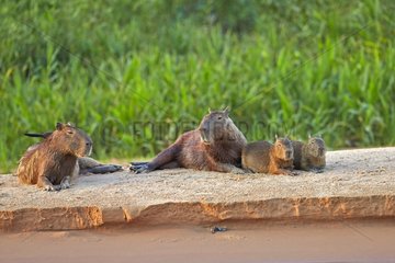 Capybaras and young resting on bank - Pantanal Brazil