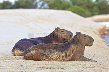 Capybaras resting on bank - Pantanal Brazil