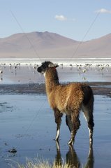 Lama on the Altiplano Bolivia