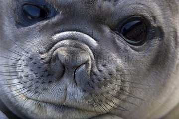 Close shot of a young Northern elephant seal