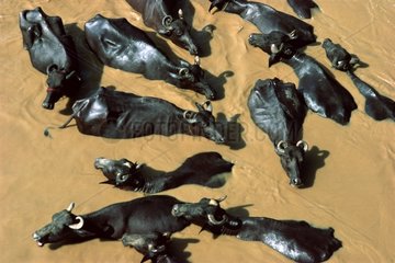Water Buffalos bathe in the river Yamuna Agra India