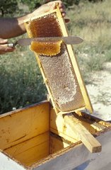 Récolte de miel Provence
