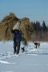 Collecting of the hay in winter Russia