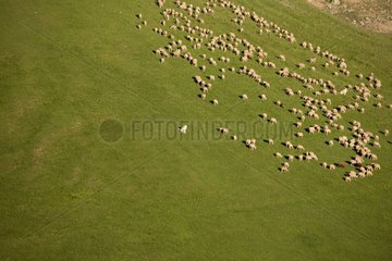 Sheep on the Col du Lautaret Massif des Ecrins in summer