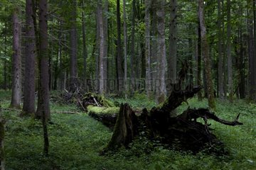 Totbaum auf dem Boden Nationalpark Bialowieza Polen