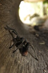 Hispaniolan Riesen Tarantula Dominikanische Republik