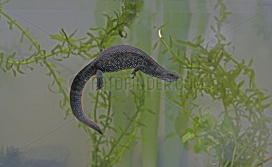 Female Great crested newt swimming