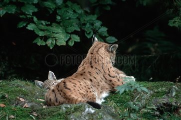 Lynx boréal adulte et jeune au repos