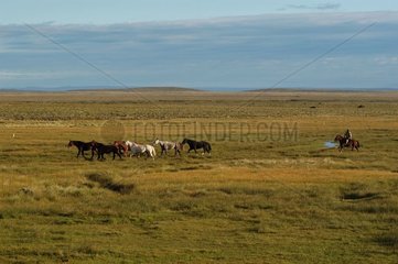 Gaucho et chevaux dans la pampa Patagonie Argentine