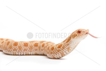 Western Hognose Snake albino in studio