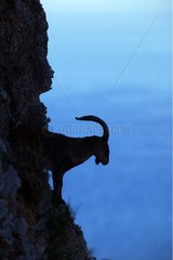 Silhouette of an Alpine Ibex on a cliff