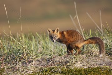 Junger roter Fuchs in dunkler Phase  der Nome Alaska entleert