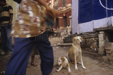 Hunde  die in der Straße Uttar Pradesh Indien sitzen