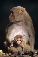 Female Rhesus monkey and its young Corbett NP