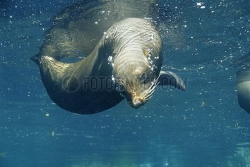 New Zealand Fur Seal Kangaroo Is South-Australia
