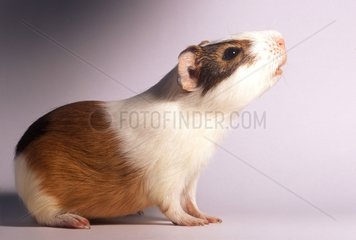 Male guinea-pig smelling