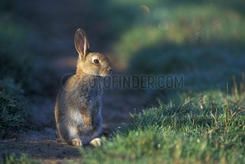 European Rabbit listening to in a path France