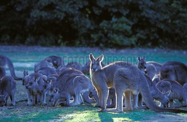 Känguru Gray im Ostmann macht die NSW Australia Wache