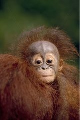 Young orangutan Portrait Indonesia