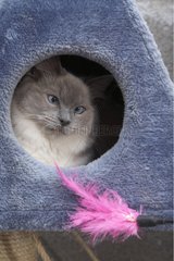Junge Ragdoll -Katze im Hauskatze spielen mit einer Feder