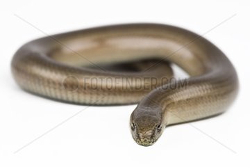 Portrait of a Slow worm in the studio