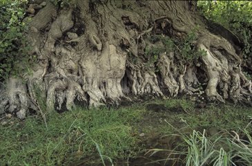 Tree roots on Loire riverbank France