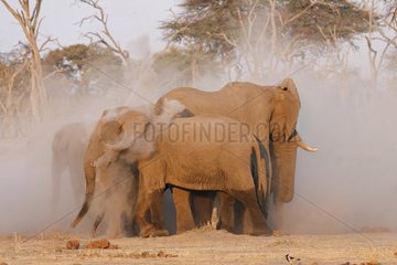 Elephant taking a dust bath in Kwai