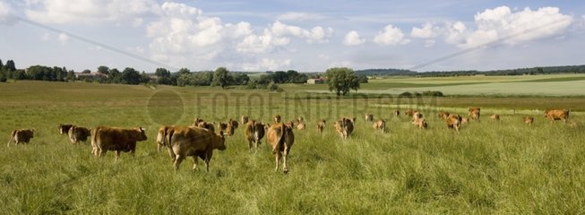 Herde von Kühen vor Limousinen Frankreich