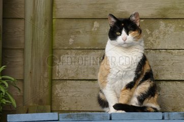 She-cat sitting on a plank Yport France