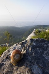 Burgunderschnecke auf einem Fels Les Rousses Jura Frankreich