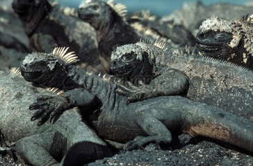 Gathering of Marine iguanas at sun Galapagos
