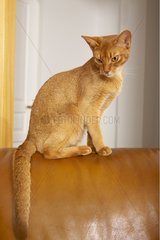 Abysinsin Cat saß auf einem Ledersofa