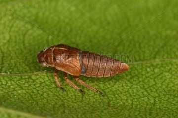 Homoptere larva Moeraske Reserve Belgium