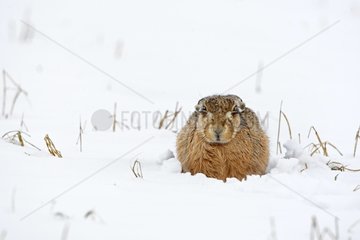 European hare lying in snow Great Britain