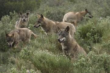 Iberian wolves observing Norway