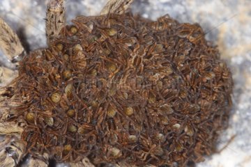 Abdomen filled with nymphs of the wolf spider female