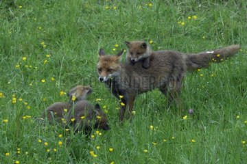Red Fox and young on grass Vosges France