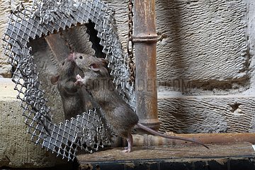 House Mouse against a little mirror
