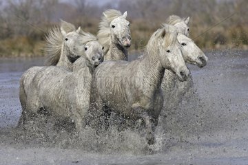 Camarguais horse troop galloping in the water France