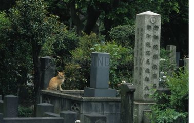 Rinnenkatze  die auf einem japanischen Friedhof sitzt