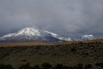 Guallatire Vulkan Lauca Nationalpark Chili