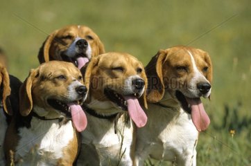 Meute de Beagles avant la chasse à courre au lièvre France